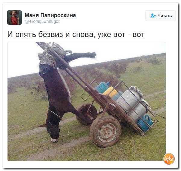 "Мыздобулы" в картинках. Смешных и не очень... 24-11-2016