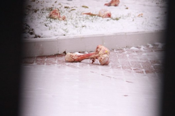 Нацболы закидали консульство Украины в Питере падалью Нацболы закидали консульство Украины в Питере падалью