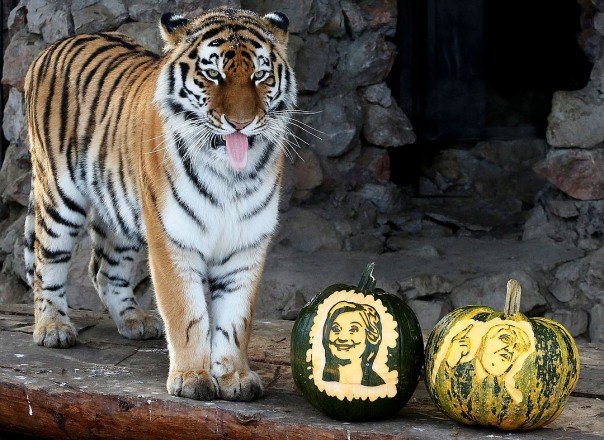 Животные, которые уже сделали свой выбор: кто станет новым президентом США?