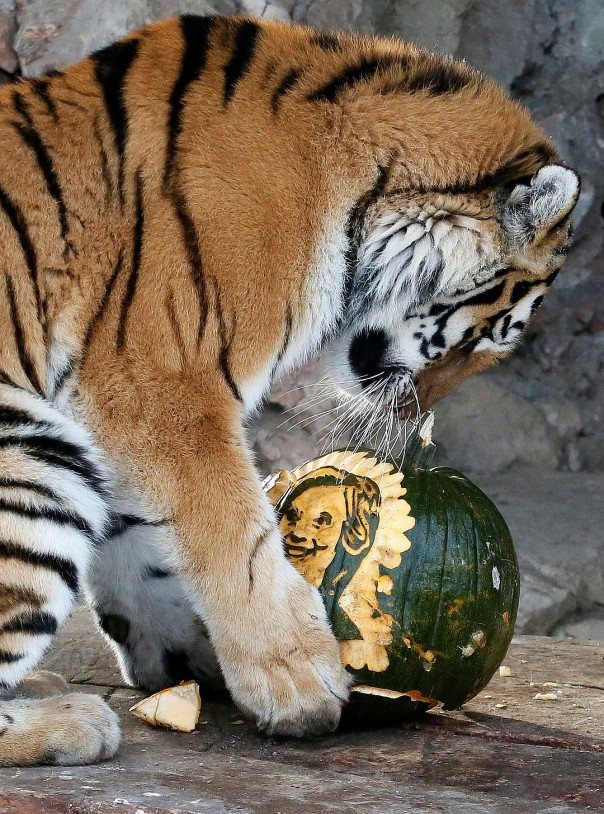 Животные, которые уже сделали свой выбор: кто станет новым президентом США? Животные, которые уже сделали свой выбор: кто станет новым президентом США?