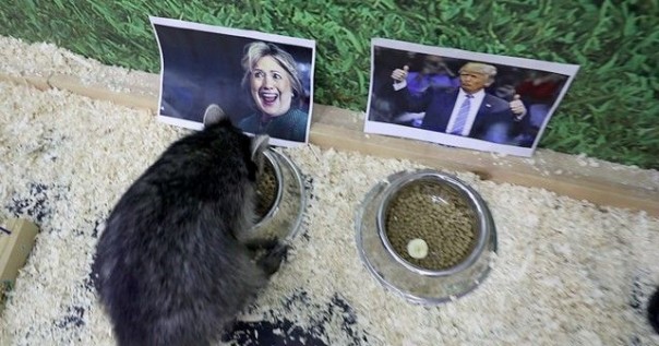 Животные, которые уже сделали свой выбор: кто станет новым президентом США? Животные, которые уже сделали свой выбор: кто станет новым президентом США?
