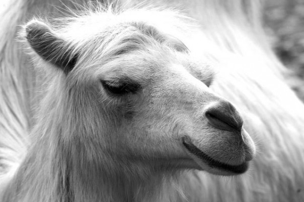 Животные, которые уже сделали свой выбор: кто станет новым президентом США? Животные, которые уже сделали свой выбор: кто станет новым президентом США?