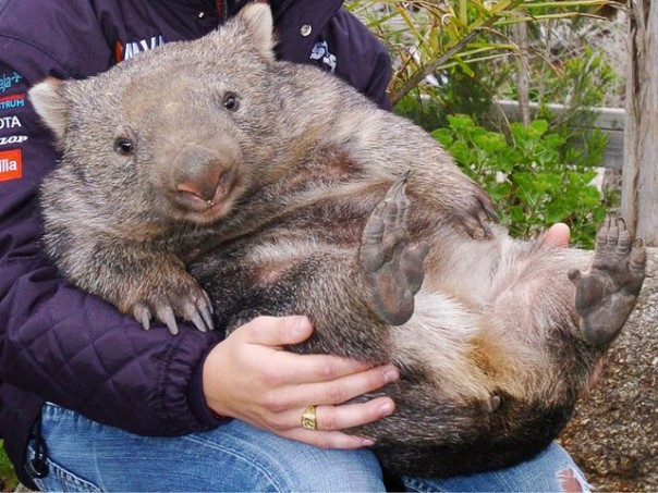 Животные, которые уже сделали свой выбор: кто станет новым президентом США? Животные, которые уже сделали свой выбор: кто станет новым президентом США?