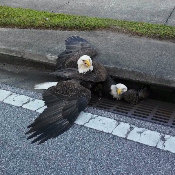 В США считают новость о застрявших в канализации белоголовых орланах символичной