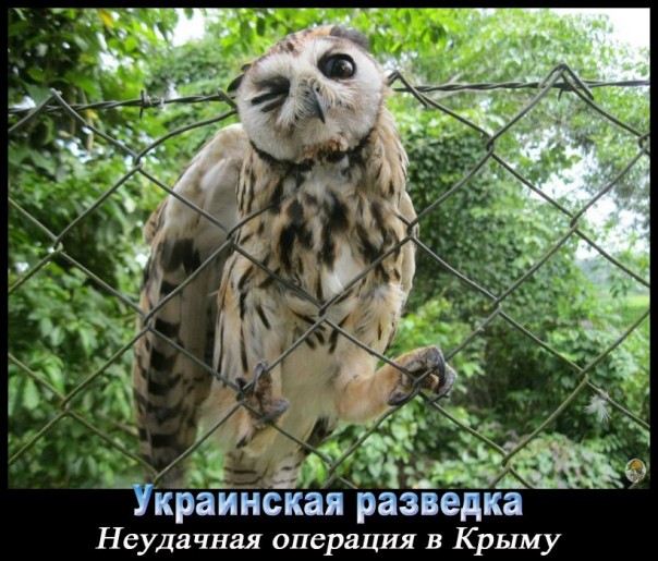 "Мыздобулы" в картинках. Смешных и не очень... 11-11-2016 "Мыздобулы" в картинках. Смешных и не очень... 11-11-2016