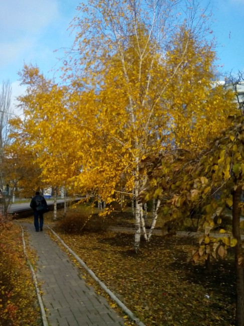 Русская березка 