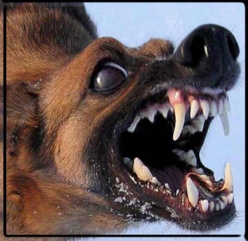 Шавки чуют кровь. Алексей Куракин Шавки чуют кровь. Алексей Куракин