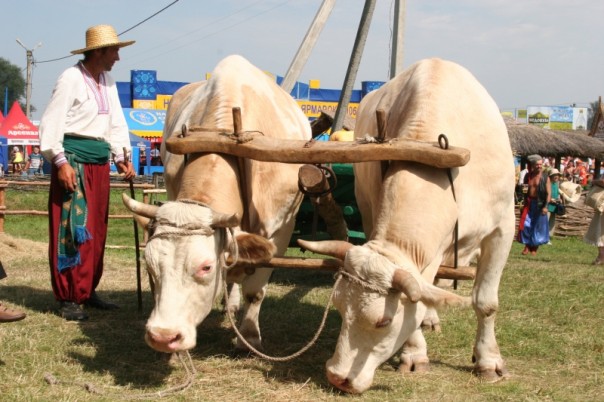 Воны здобулы: экономическая ситуация заставила украинских водителей отказаться от бензина