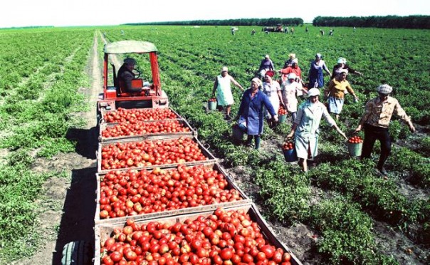 Как херсонский «Чумак» гідність продал