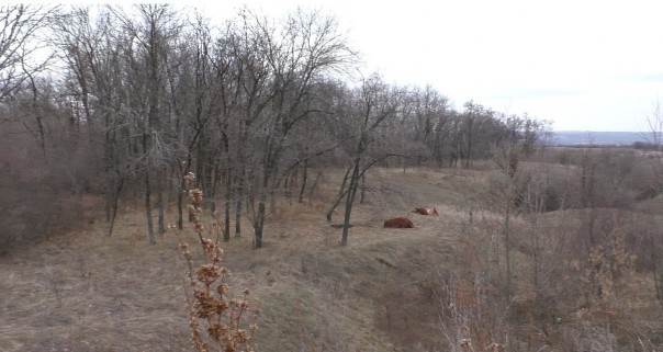 Видео от Грема Филлипса. Бойцы армии ДНР эвакуируют тело погибшего мирного жителя в Зайцево 18+ Видео от Грема Филлипса. Бойцы армии ДНР эвакуируют тело погибшего мирного жителя в Зайцево 18+
