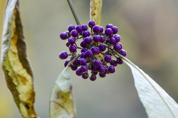 Последние краски осени. Крым. Последние краски осени. Крым.