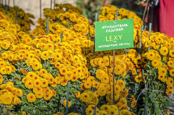 Последние краски осени. Крым. Последние краски осени. Крым.