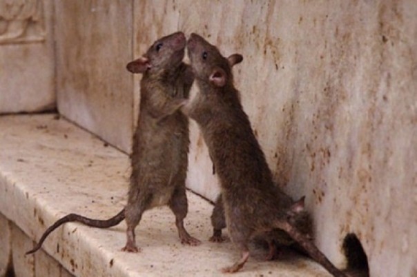 Во Львове протесты против «мусорного эпицентра»: патриоты боятся нашествия крыс и тараканов Во Львове протесты против «мусорного эпицентра»: патриоты боятся нашествия крыс и тараканов