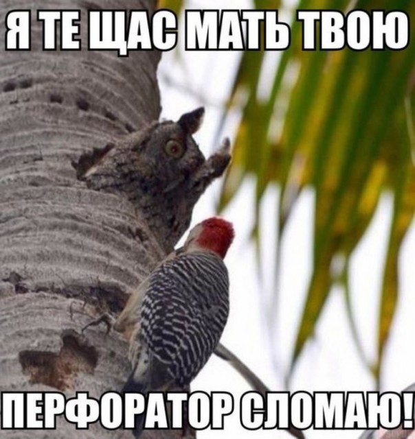 Приколы (18+)