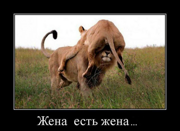 Приколы (18+)