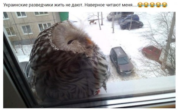 "Мыздобулы" в картинках. Смешных и не очень... 26-11-2016 "Мыздобулы" в картинках. Смешных и не очень... 26-11-2016