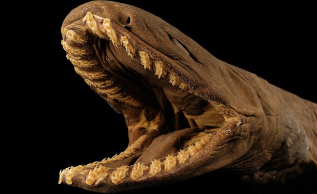 Самые страшные создания на Земле Самые страшные создания на Земле