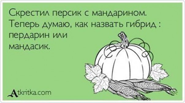 Смех в картинках