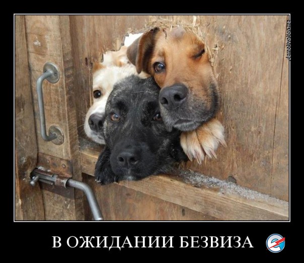 "Мыздобулы" в картинках. Смешных и не очень... 28-11-2016