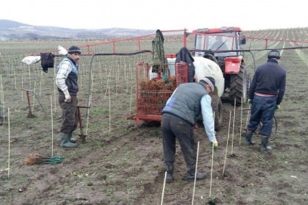 Крымский ответ санкциям: В знаменитых виноградниках высадили 600 тысяч итальянских и сербских саженцев