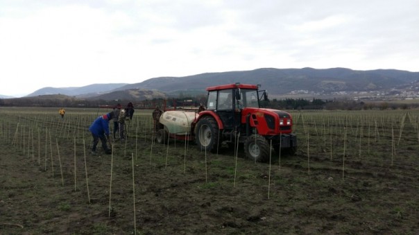 Крымский ответ санкциям: В знаменитых виноградниках высадили 600 тысяч итальянских и сербских саженцев 