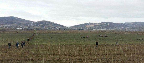 Крымский ответ санкциям: В знаменитых виноградниках высадили 600 тысяч итальянских и сербских саженцев 