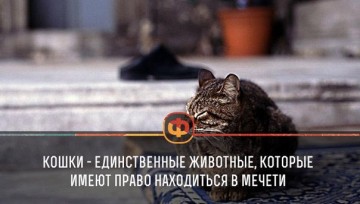 Интересные факты 2