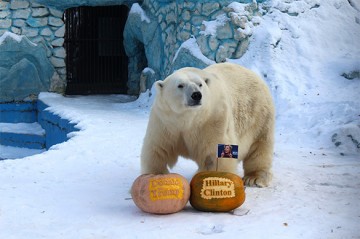 Животные, которые уже сделали свой выбор: кто станет новым президентом США? Животные, которые уже сделали свой выбор: кто станет новым президентом США?