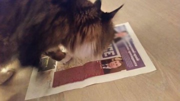 Животные, которые уже сделали свой выбор: кто станет новым президентом США? Животные, которые уже сделали свой выбор: кто станет новым президентом США?