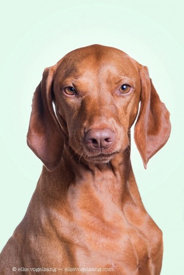 Любимые собаки Эльке Фогельзанг