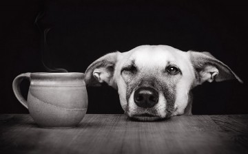 Любимые собаки Эльке Фогельзанг