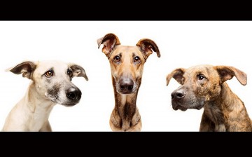 Любимые собаки Эльке Фогельзанг