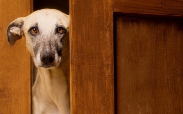 Любимые собаки Эльке Фогельзанг