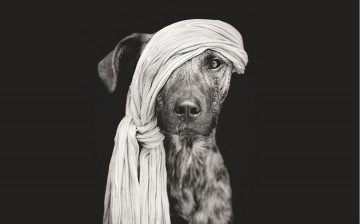 Любимые собаки Эльке Фогельзанг