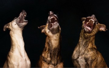 Любимые собаки Эльке Фогельзанг