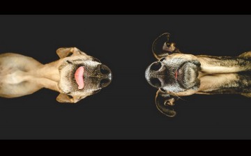 Любимые собаки Эльке Фогельзанг