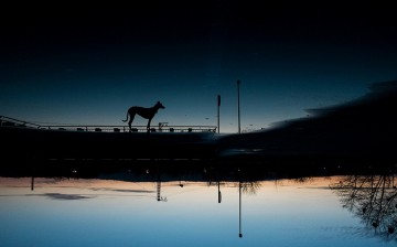 Любимые собаки Эльке Фогельзанг