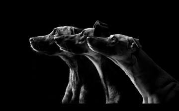 Любимые собаки Эльке Фогельзанг