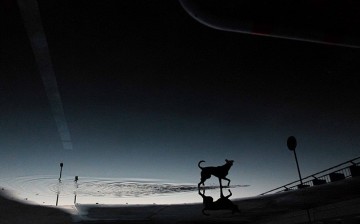 Любимые собаки Эльке Фогельзанг