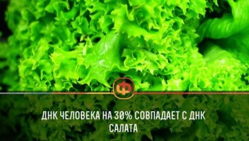 Интересные факты 3