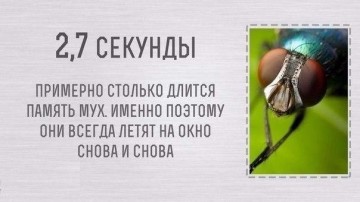 Интересные факты 3
