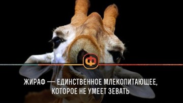 Интересные факты 3