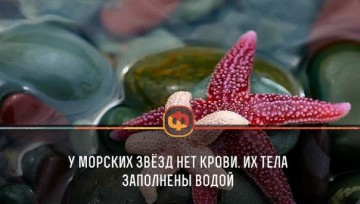 Интересные факты 3