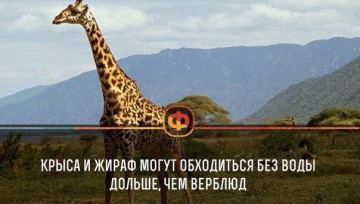 Интересные факты 3