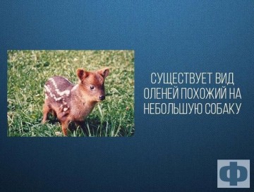 Интересные факты 3
