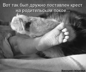 Спокойствие Кота