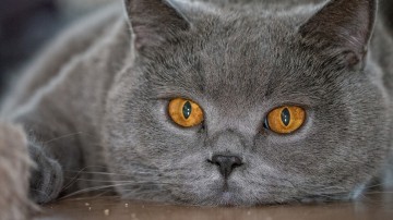 Спокойствие Кота