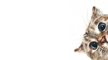 Восхитительная история про кота, который вел себя  как....кот