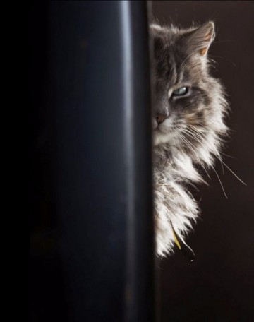 Восхитительная история про кота, который вел себя  как....кот