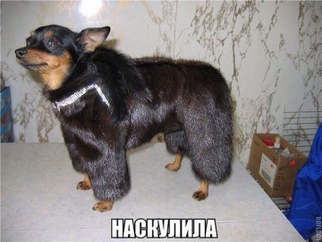 Смех в картинках 2